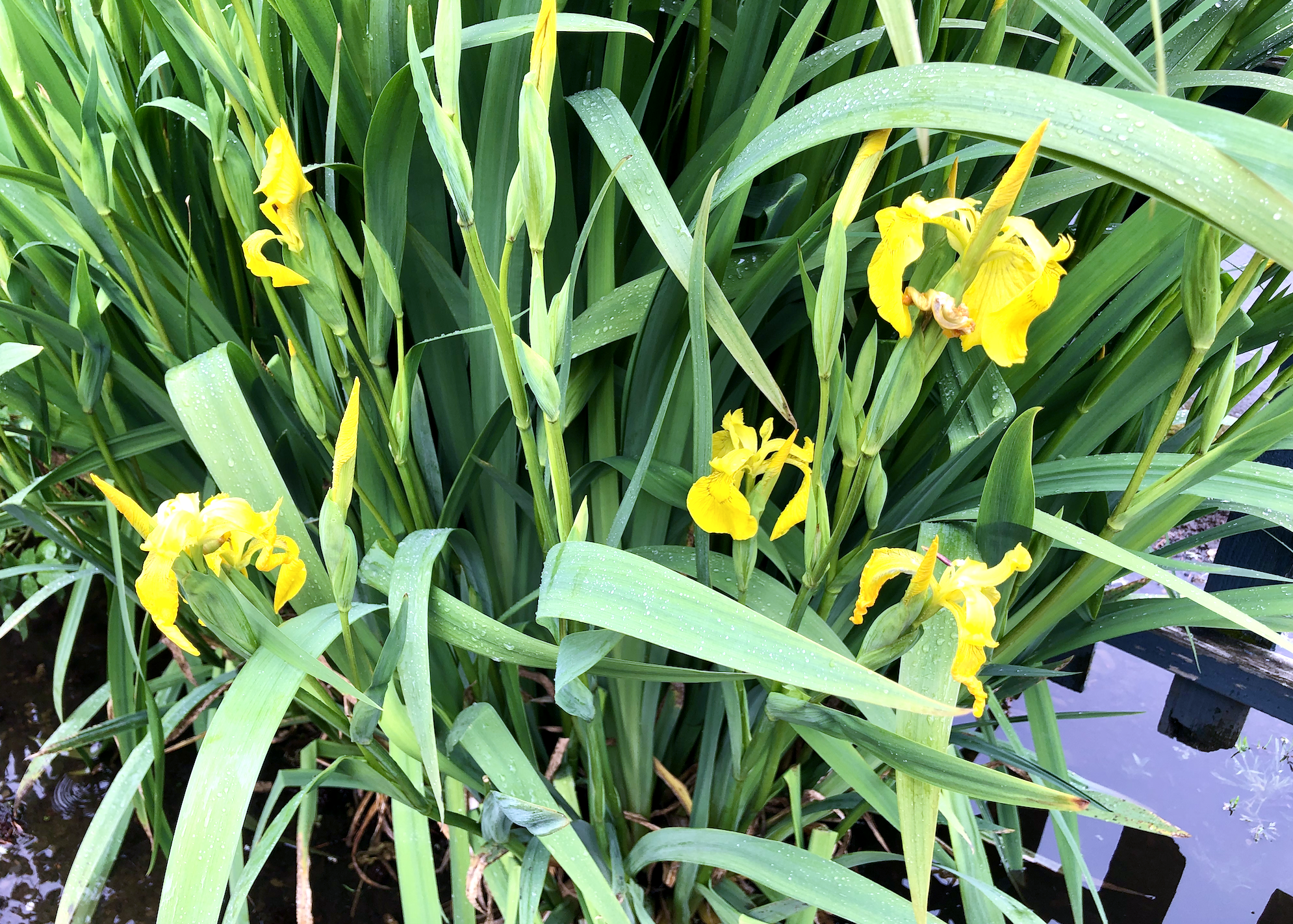 Yellow flag iris growing in a drainage ditch